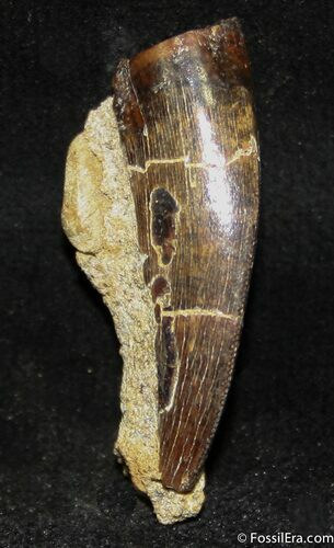 Great Inch Tyrannosaurid Tooth In Matrix #1248
